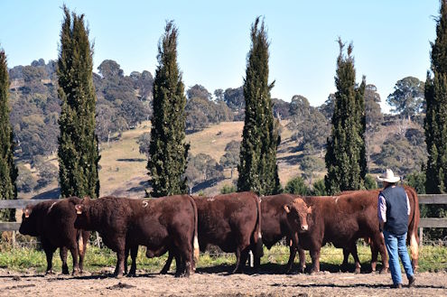 Photo Beef Week 2017